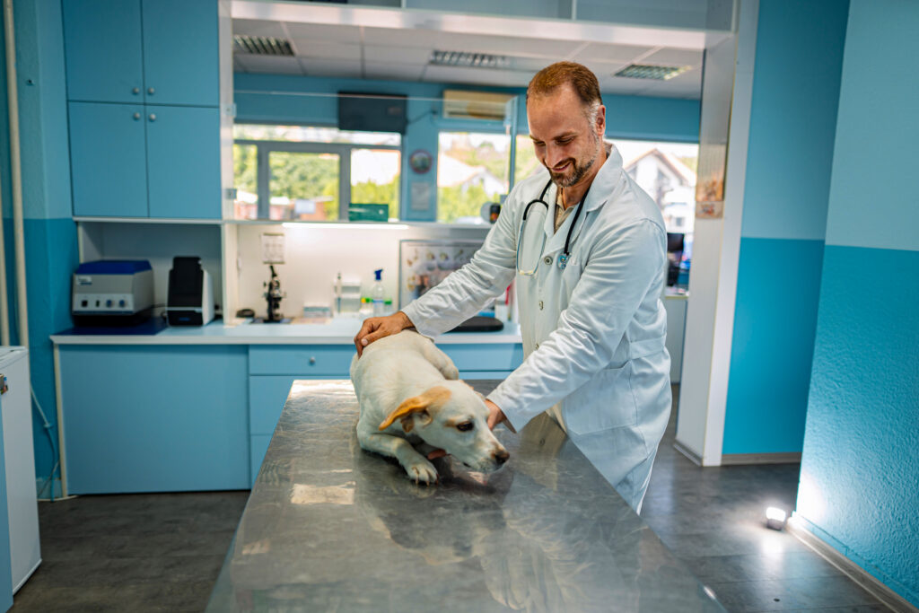 Caring veterinarian examines a playful dog in a bright clinic
